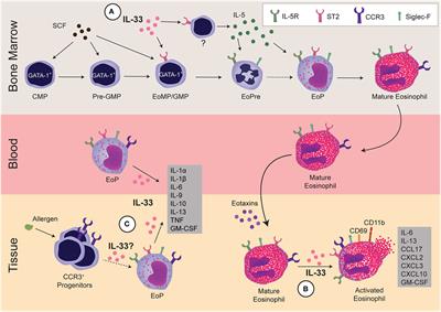 Frontiers | Understanding Interleukin 33 And Its Roles In Eosinophil ...